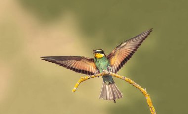 Gökkuşağı Arı yiyici bir ağaç dalına tünemiş. Kuş Meropidae adında bir kuş familyasından gelmektedir ve Türkiye 'de bulunur..