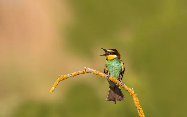 stock image The Rainbow Bee-eater is perched on a tree branch. The bird comes from a bird family called Meropidae and is found in Turkey.