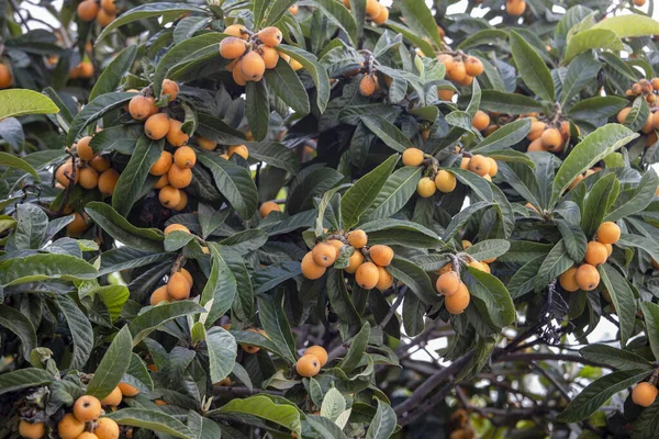 New world tree branch, Maltese plum (Eriobotrya japonica) fresh fruits .