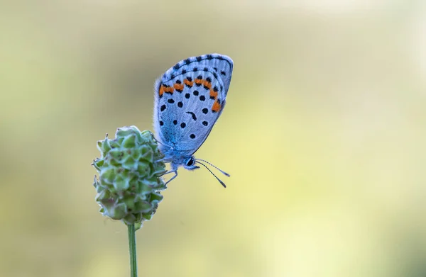 花の上のバビウスブルー蝶 Rubbrapterus Bavius — ストック写真