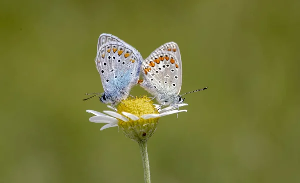 Bir Papatya Çiçeğinin Üzerinde Bir Çift Çok Gözlü Mavi Polyommatus — Stok fotoğraf