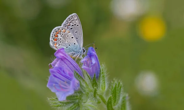 Papillon Yeux Bleus Polyommatus Icarus Sur Plante — Photo