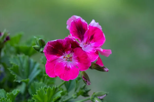 Квітка Пеларгонія Або Квітка Грандіфлору Пеларгонія Близько Рожевого Регалу Пеларгоній — стокове фото