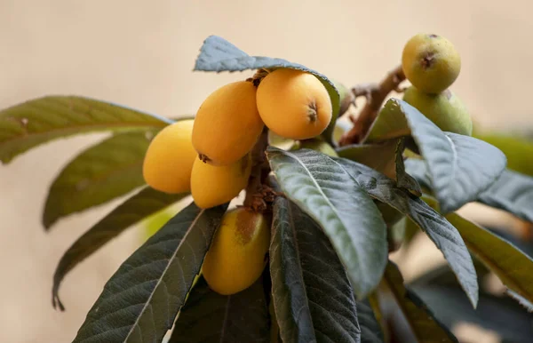 New world tree branch, Maltese plum (Eriobotrya japonica) fresh fruits .