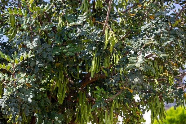 stock image Carob tree , fresh green carob berries carob healthy food, Ceratonia siliqua (carob)