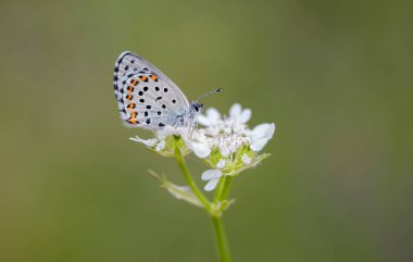 Çiçek üzerindeki Bavius Mavi Kelebeği (Rubrapterus bavius)