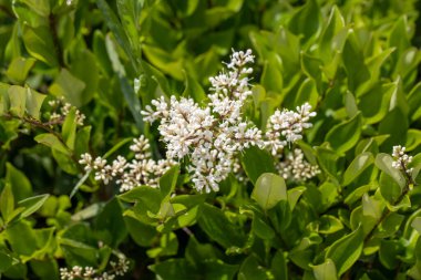 Japon yazının başlarında Ligustrum obtusifolium 'un beyaz çiçekleri