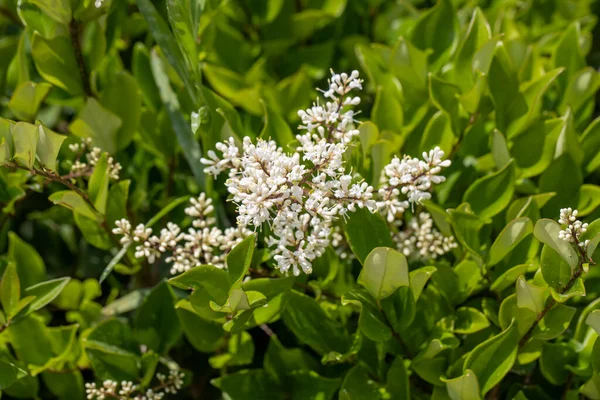 stock image White blossoms of Ligustrum obtusifolium in Japanese early summer