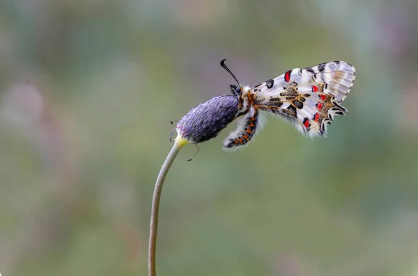 Papillon Festonné Zerynthia Cerisyi Sur Une Plante — Photo