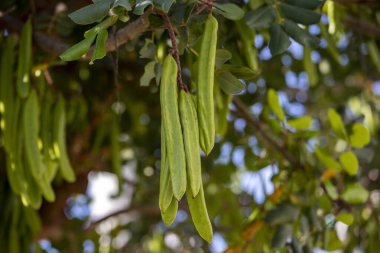 Keçiboynuzu ağacı, taze yeşil keçiboynuzu böğürtlen, keçiboynuzu sağlıklı yemek, Ceratonia silikesi (keçiboynuzu))