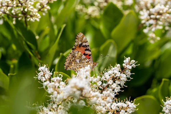 Шип Бабочки Vanessa Cardui Шипе Сиреневого Цвета — стоковое фото