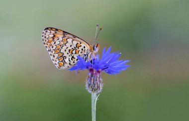 Bitki üzerine Cezayir Iparkhan Kelebeği (Melitaea ornata)