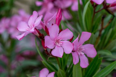 Zakkum çalısı yazın bahçede çiçek açar.