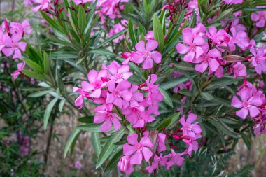 Zakkum çalısı yazın bahçede çiçek açar.