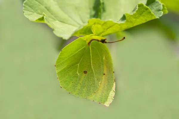 stock image Cleopatra (Gonepteryx cleopatra) on lilac-colored thorn