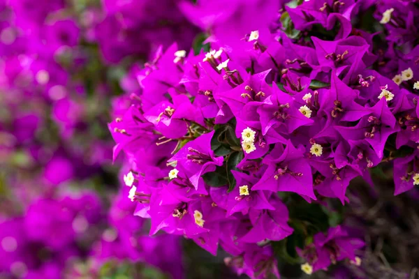 Bougainvillea Цветок Bougainvillea Является Тернистый Декоративные Виноградные Лозы — стоковое фото