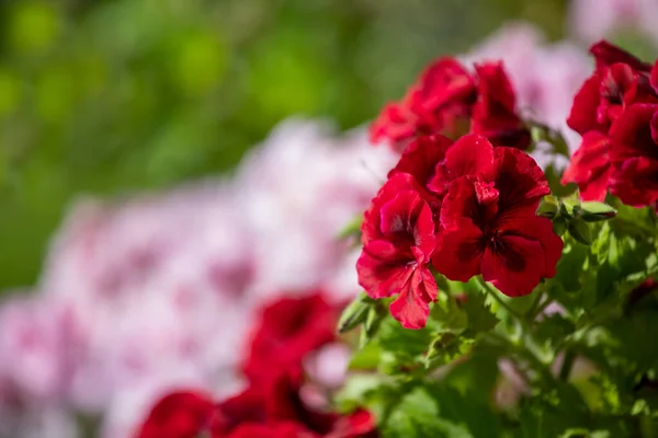 Квітка Пеларгонія Або Квітка Грандіфлору Пеларгонія Квітка Канана Або Герані — стокове фото