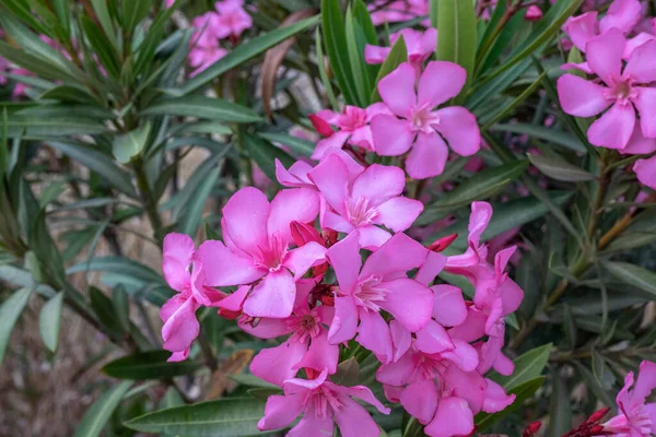 Nerium Oleander Oléandre Bush Fleurit Dans Jardin Été — Photo