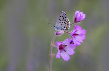 Çiçek üzerindeki Bavius Mavi Kelebeği (Rubrapterus bavius)