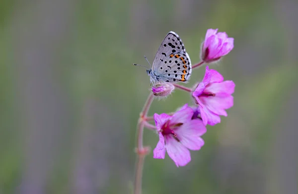 Bavius Blauer Schmetterling Rubrapterus Bavius Auf Blume — Stockfoto