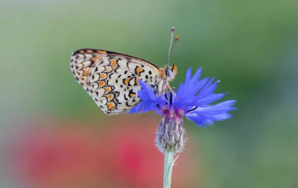 Farfalla Algerina Iparkhan Melitaea Ornata Sulla Pianta — Foto Stock