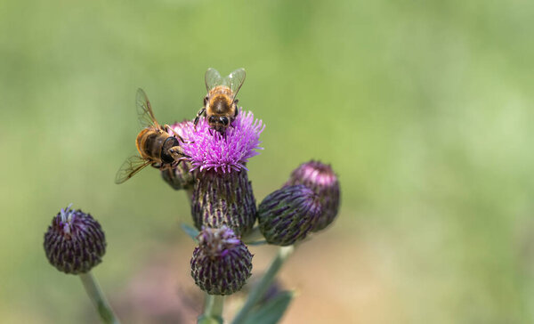 Honey bee on lilac flower