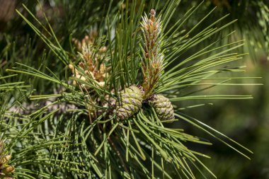 Branch of Pine Tree with needles and Pine Cone. Pine tree branch with cones in spring. Background with green needles and pinecone. Close-up of pine branches with green pinecone. Soft focus