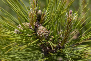 Branch of Pine Tree with needles and Pine Cone. Pine tree branch with cones in spring. Background with green needles and pinecone. Close-up of pine branches with green pinecone. Soft focus