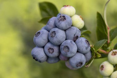 Türkiye 'nin İzmir kentinde hasat mevsiminde ağaçta bir sürü olgun meyve bulunan yabanmersini çiftliği. Yabanmersini toplama tarihi.