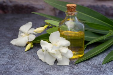 Gri arka planda yabani çiçekler, şişede güzellik ve vücut bakımı konsepti .