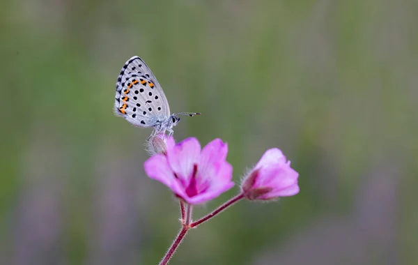 Çiçek Üzerindeki Bavius Mavi Kelebeği Rubrapterus Bavius — Stok fotoğraf