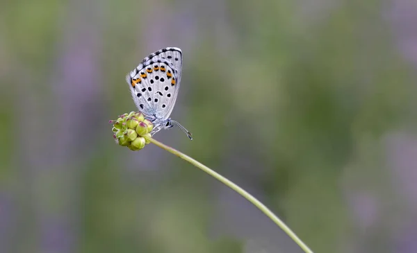 Bavius Niebieski Motyl Rubrapterus Bavius Kwiatach — Zdjęcie stockowe