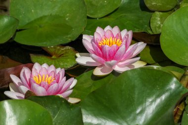 Gölde yetişen doğal nilüfer çiçeği