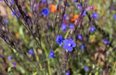Yabani çiçekler - unutma-beni-çiçekleri, Barrelier 'in böcek ilacı veya Sahte alkanet - Anchusa barrelieri- Türkçe adı; sığır dili