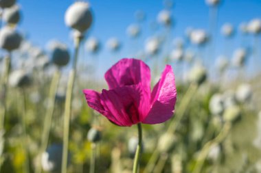 Afyon afyonlu haşhaş kafaları, yakın plan. Papaver somniferum, Papaveraceae familyasından bir gelincik türü..