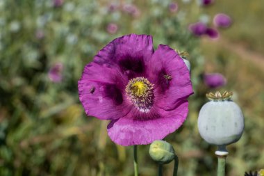 Afyon afyonlu haşhaş kafaları, yakın plan. Papaver somniferum, Papaveraceae familyasından bir gelincik türü..