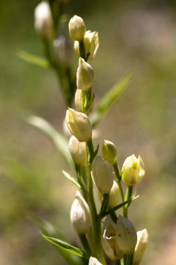 Vahşi Orkide Beyaz Helleborin (Cephalanthera damasonium) makro yakın plan. Dökülmüş dağ, Manisa, Türkiye .