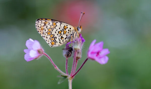 Papillon Algérien Iparkhan Melitaea Ornata Sur Plante — Photo