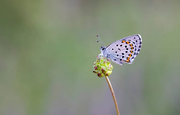 Bavius Niebieski Motyl Rubrapterus Bavius Kwiatach — Zdjęcie stockowe