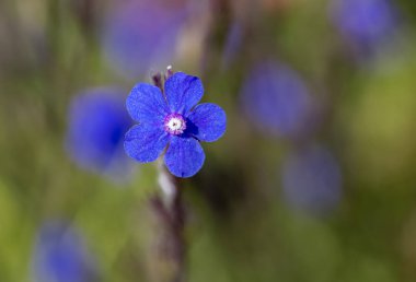 Yabani çiçekler - unutma-beni-çiçekleri, Barrelier 'in böcek ilacı veya Sahte alkanet - Anchusa barrelieri- Türkçe adı; sığır dili