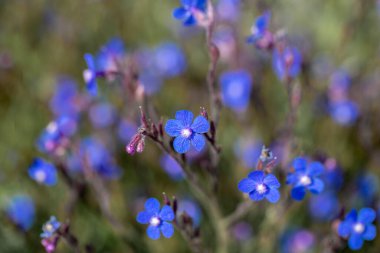 Yabani çiçekler - unutma-beni-çiçekleri, Barrelier 'in böcek ilacı veya Sahte alkanet - Anchusa barrelieri- Türkçe adı; sığır dili