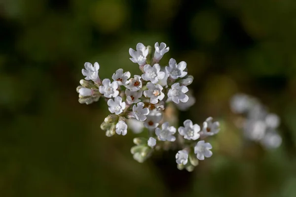 Yarrow Achillea Millefolium 이라고 불리는 데이지 속한다 — 스톡 사진