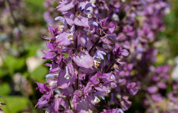 Salvia Sclarea Grandes Folhas Aromáticas Brácteas Flores Lilás Decorativas Usadas — Fotografia de Stock