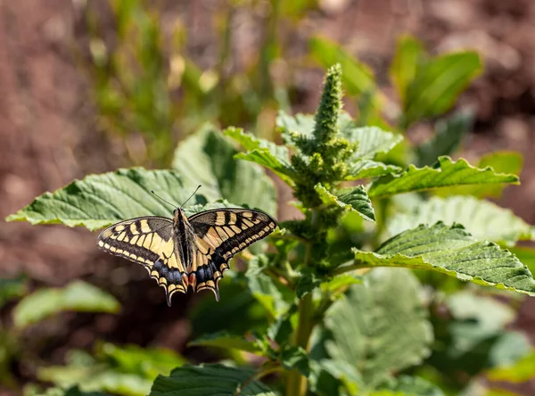 Papillon Queue Hirondelle Sur Plante Papilio Machaon — Photo