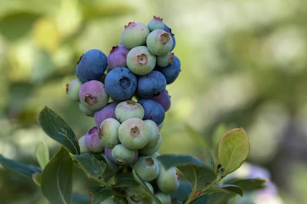 Granja Arándanos Con Racimo Frutas Maduras Árbol Durante Temporada Cosecha — Foto de Stock