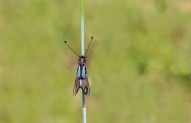 Baykuş Böceği, Baykuş Sineği (Libelloides macaronius)