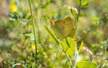 Bitki üzerinde bir çift sarı büyük kelebek (Colias crocea)