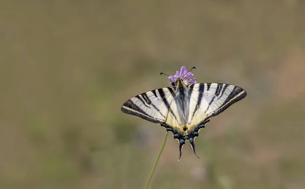 Pflaumenschwalbenschwanz Schmetterling Iphiclides Podalirius Auf Pflanze — Stockfoto