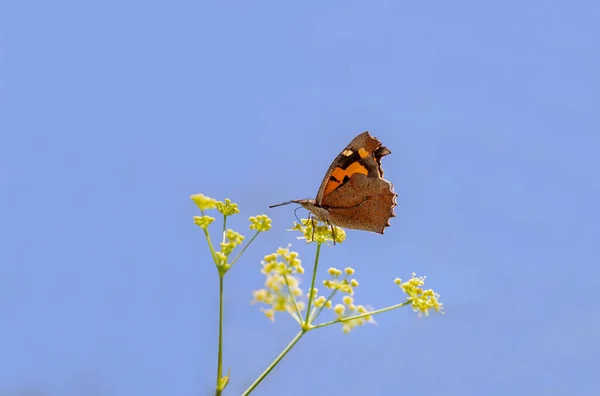 Hackberry Butterfly Libythea Celtis Uma Planta Amora Preta — Fotografia de Stock