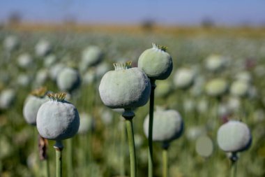 Afyon afyonlu haşhaş kafaları, yakın plan. Papaver somniferum, Papaveraceae familyasından bir gelincik türü..